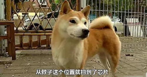 丢失宠物狗找回怎么办呢