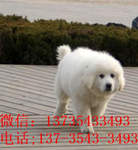 宠物狗大白熊犬怎么养的