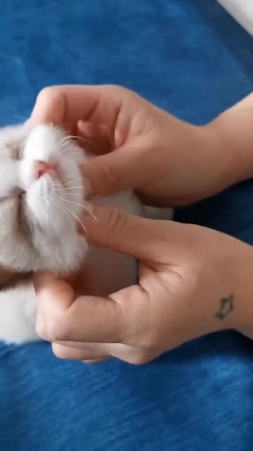 宠物猫喜欢怎么撸