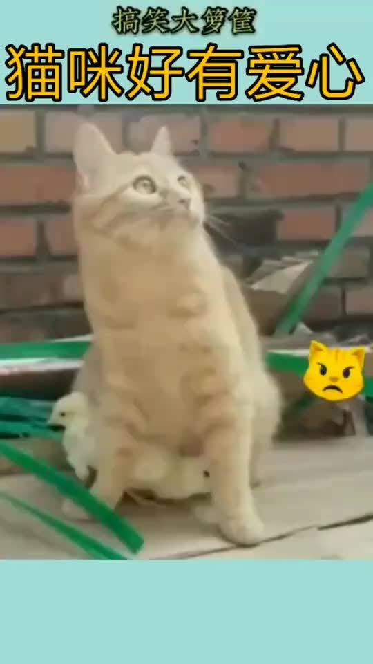 宠物猫看见老鹰会怎么样