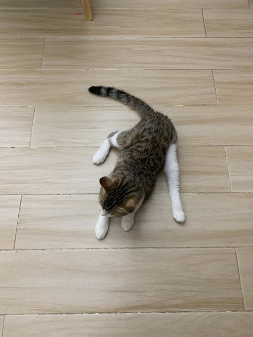 怎么告别宠物猫