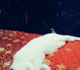 白色宠物猫毛怎么洗掉