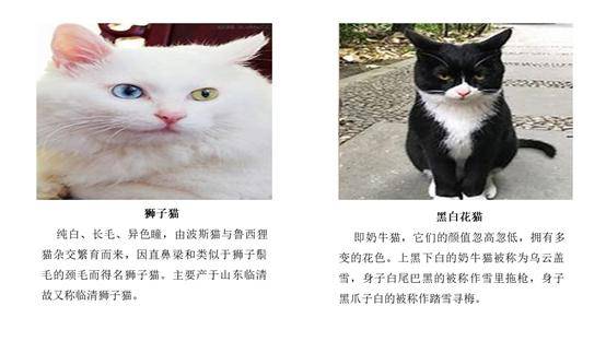怎么描述宠物猫的外貌
