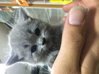 新猫到家怎么接触宠物猫