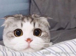 鱼怎么做给宠物猫