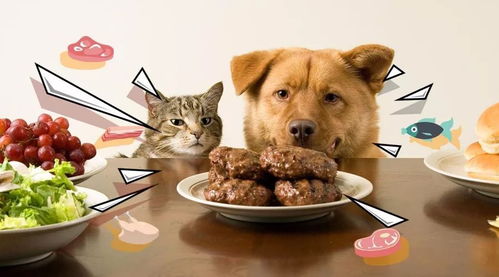 宠物狗吃的猫粮怎么样喂