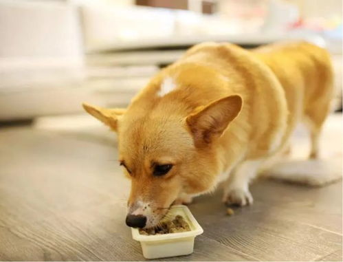 宠物狗怎么做食品生产的