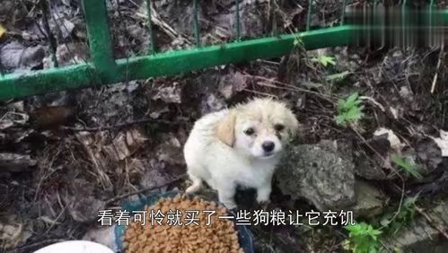 土狗遇宠物狗会怎么样呢