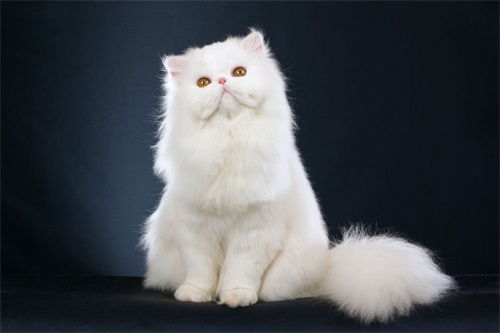家里宠物猫怎么送人呢