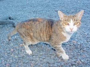 怎么出手宠物猫抓伤