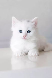 宠物猫做了绝育怎么繁殖