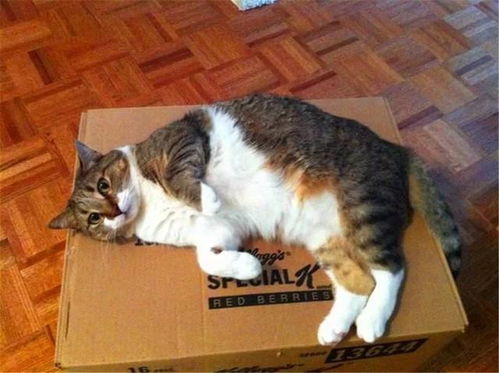 宠物猫该怎么快递