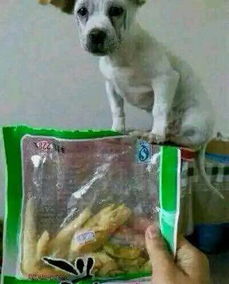 宠物狗喂辣椒会怎么样
