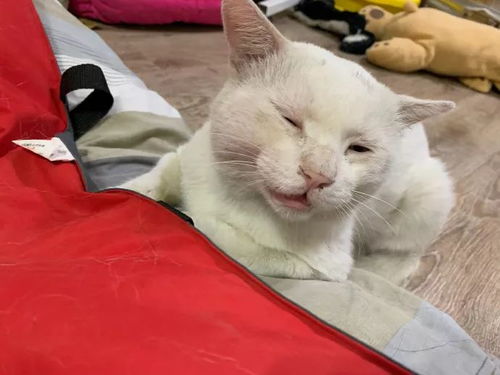 想入宠物猫行业怎么入行