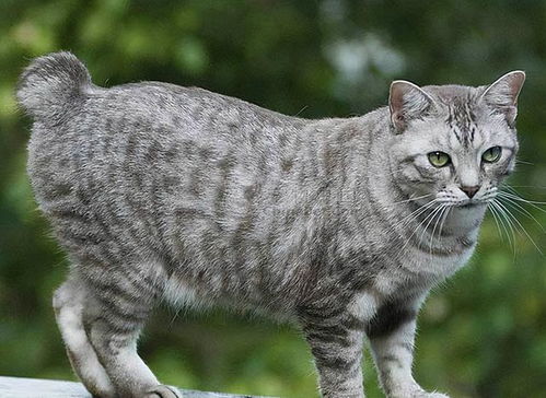 美国短尾猫多少钱