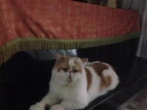 宠物猫怎么找人借配