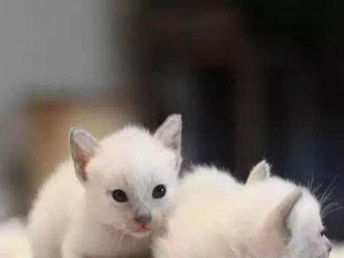 家养宠物猫怎么选猫窝