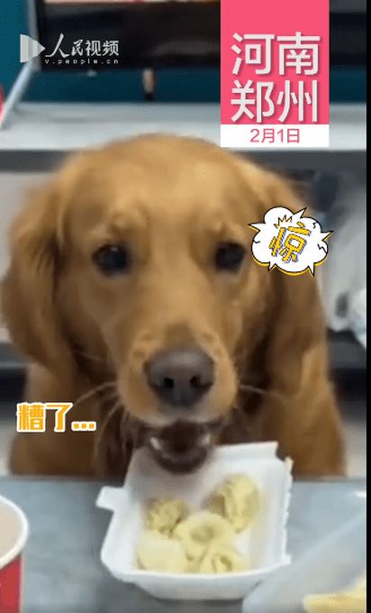 宠物狗偷吃蜡肉怎么办啊