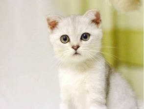 宠物猫洗泡沫怎么洗