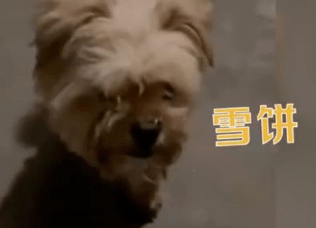 宠物狗送到老家怎么办呢