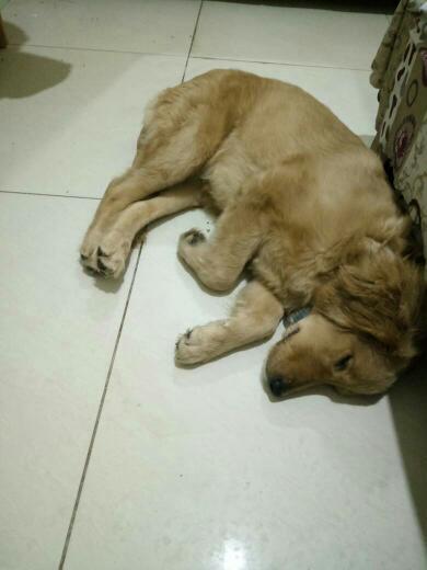 宠物狗生病不吃饭怎么办