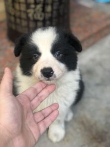 怎么称呼宠物狗好听一点