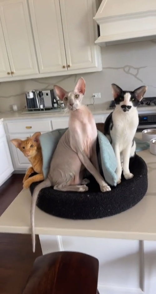 怎么带宠物猫上学