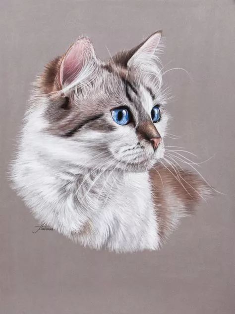 油画怎么画宠物猫