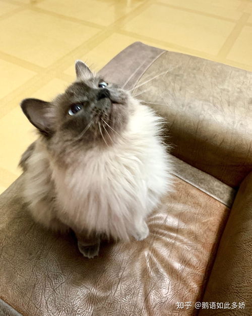 做飞机怎么携带宠物猫