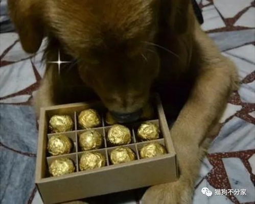 给宠物狗吃糖会怎么样吗