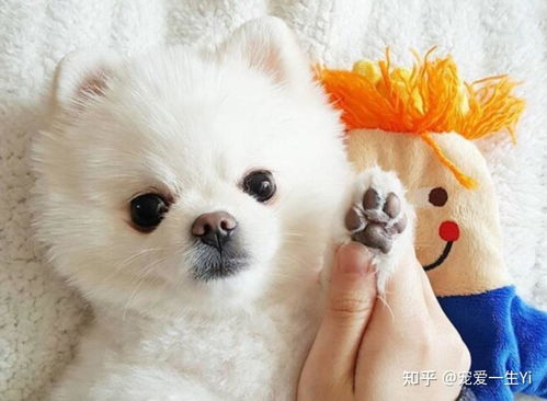 小宠物狗很可爱怎么办