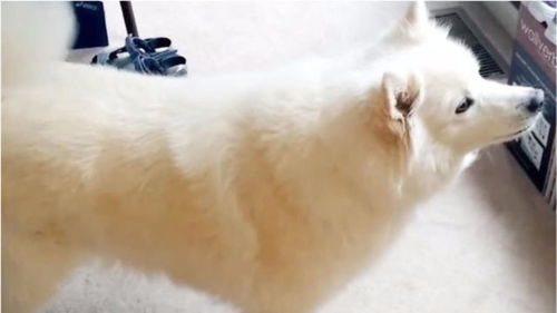 宠物狗朝着我叫怎么办