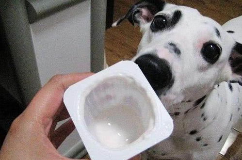 宠物狗不能喂饭怎么办呢