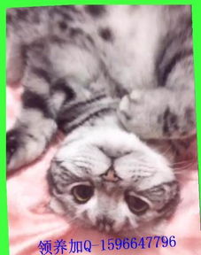 宠物猫没了怎么找家里