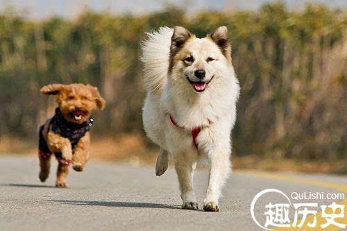 宠物狗凶人怎么教训的呢