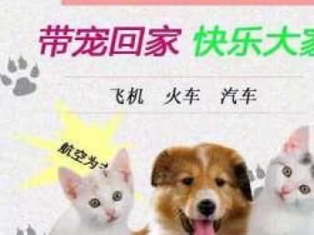 怎么托运当地宠物猫狗