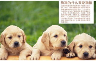 宠物狗奶糕怎么做好吃又简单