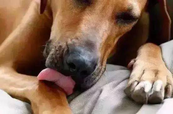 宠物狗一直舔毛怎么回事