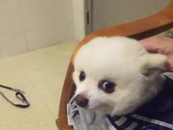 宠物狗走丢怎么找回家人