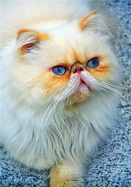 宠物猫碗套装怎么用