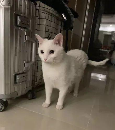 怎么分男女宠物猫