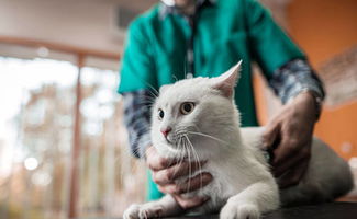 深圳猫咪绝育多少钱