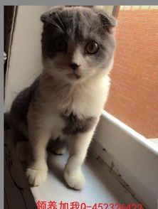 养宠物猫是否都绝育了怎么判断
