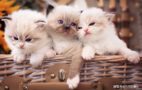 假如你有个宠物猫怎么办