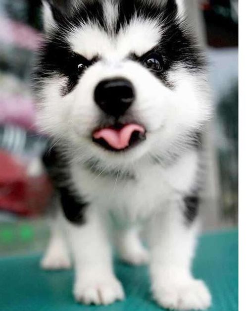 哈士奇幼犬狗粮喂多少