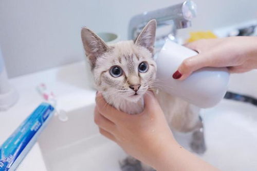 宠物猫是怎么洗澡的