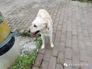 北京宠物狗怎么带出去玩
