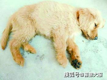 两天出行怎么带宠物狗呢