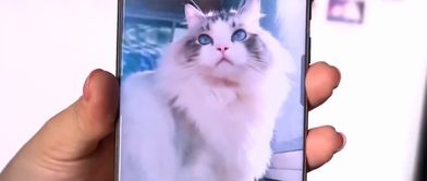 宠物猫坠楼主人怎么办啊