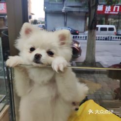 宠物狗价格好贵怎么办啊
